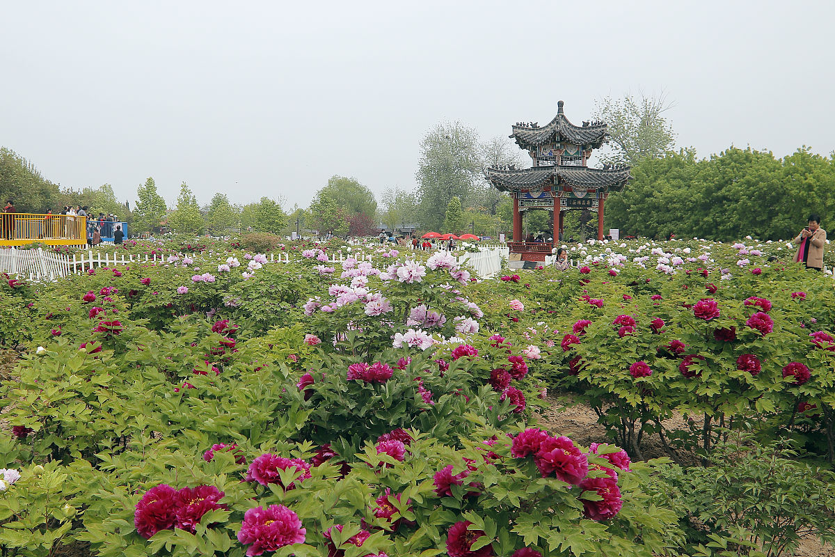 菏泽旅游攻略：历史文化名城、牡丹花海、美食体验