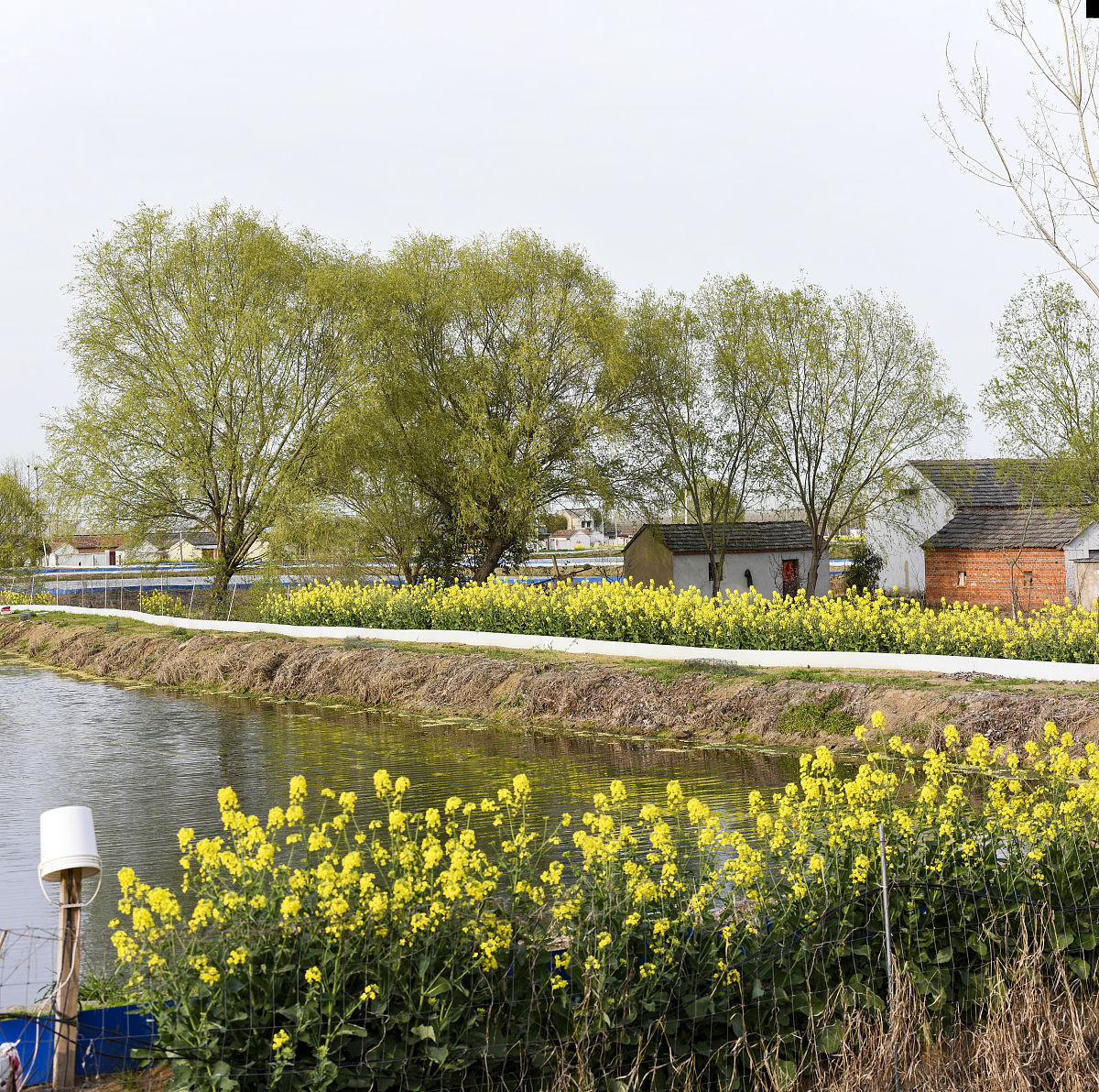 写一份关于春的作文给我