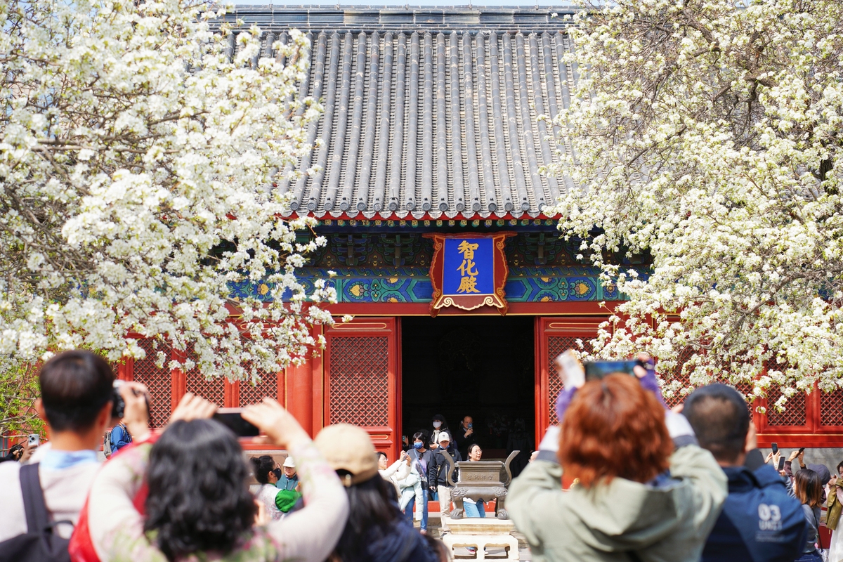 2026年3月27日,北京,智化寺内梨花盛开,吸引游客驻足