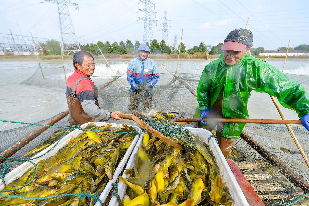 捕鱼与乡村振兴的关系
