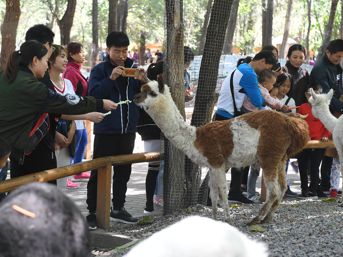 参观野生动物园 活动 目标