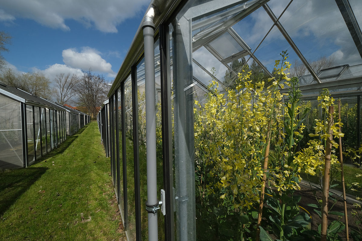 GENETIC RESOURCES AND CROP EVOLUTION期刊详细介绍