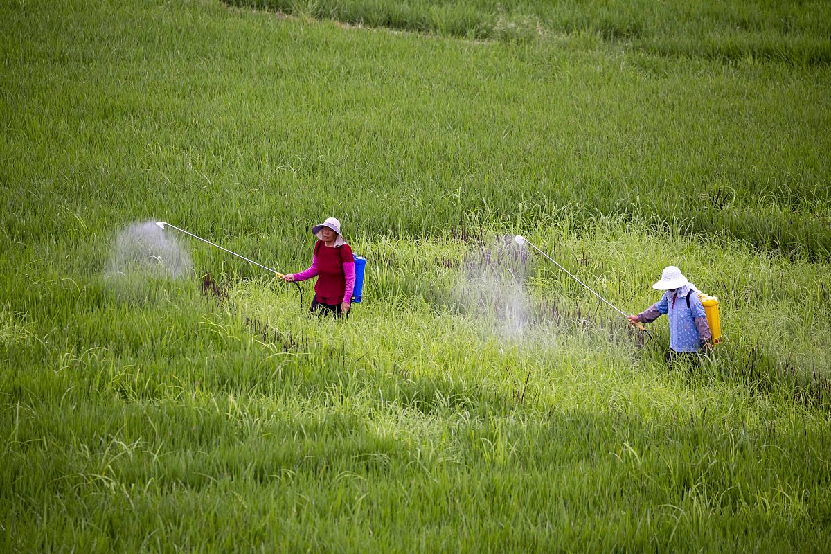 如何稀释肥料进行喷施？