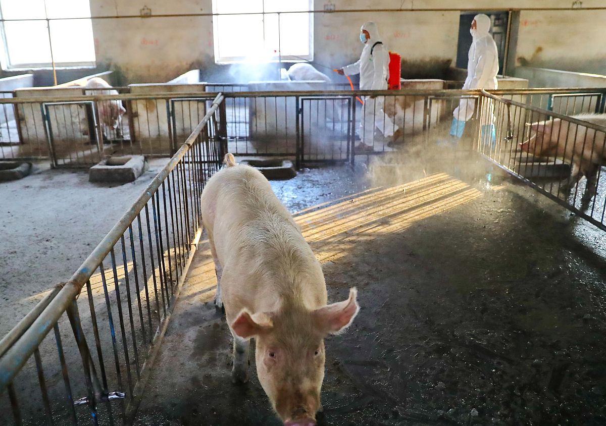 从生活区的消毒工作 方面论述生猪传染性肠胃炎防治主要措施不少于500字。