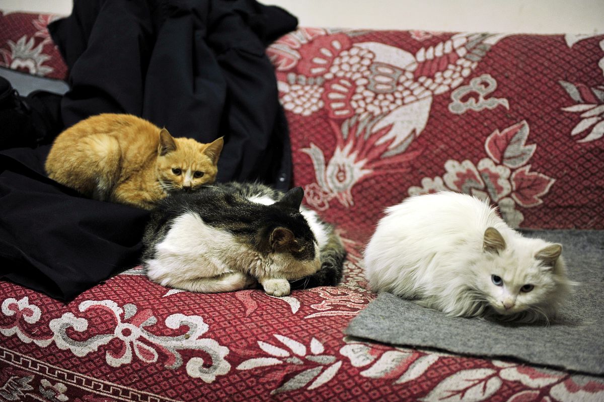 猫咪：可爱的朋友，值得爱与关注