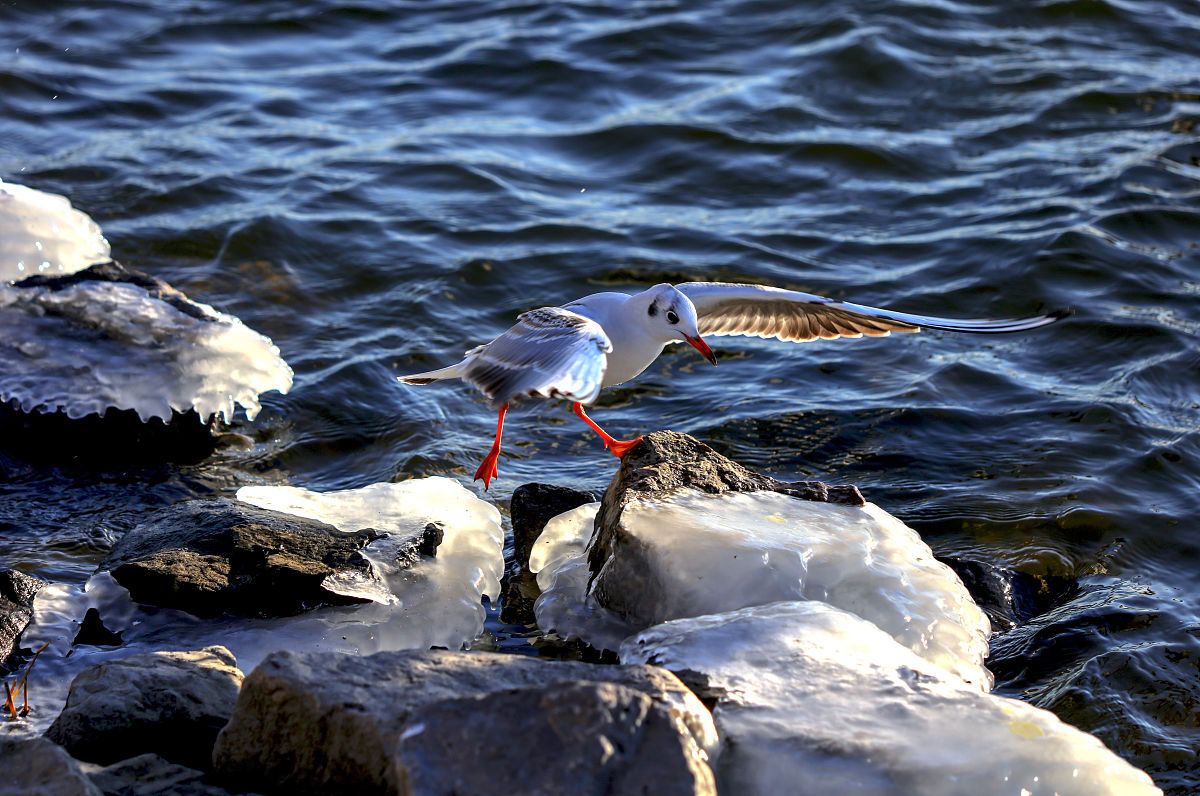 大学生参观天津滨海新区先进制造职业技能公共实训中心实习经历报告7000字