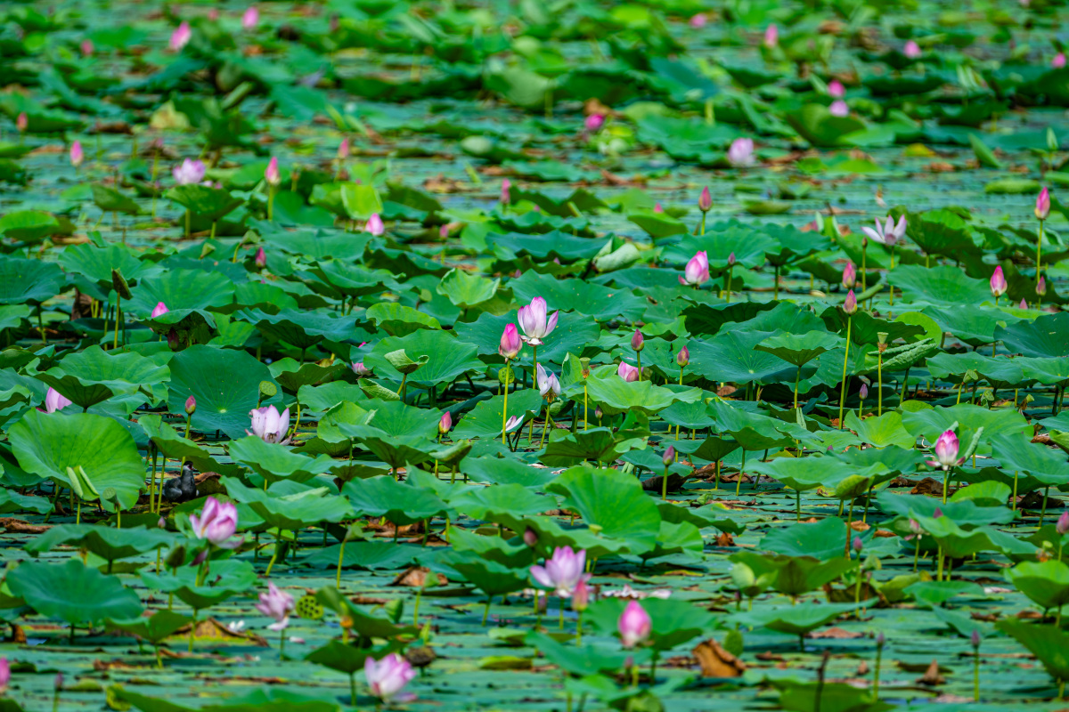 西湖'水下森林'：14年打造31.7万平方米生态奇观