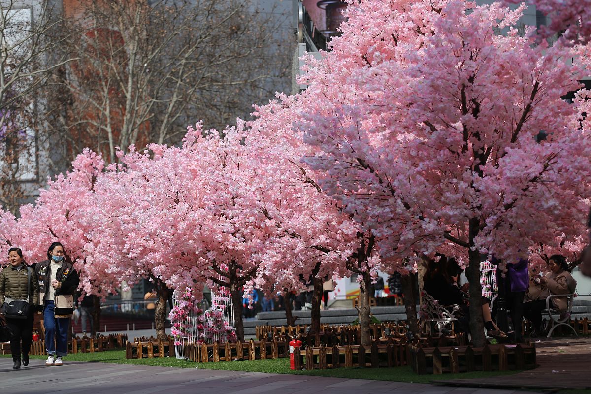 四叶樱的中之人：幸运和吉祥的象征