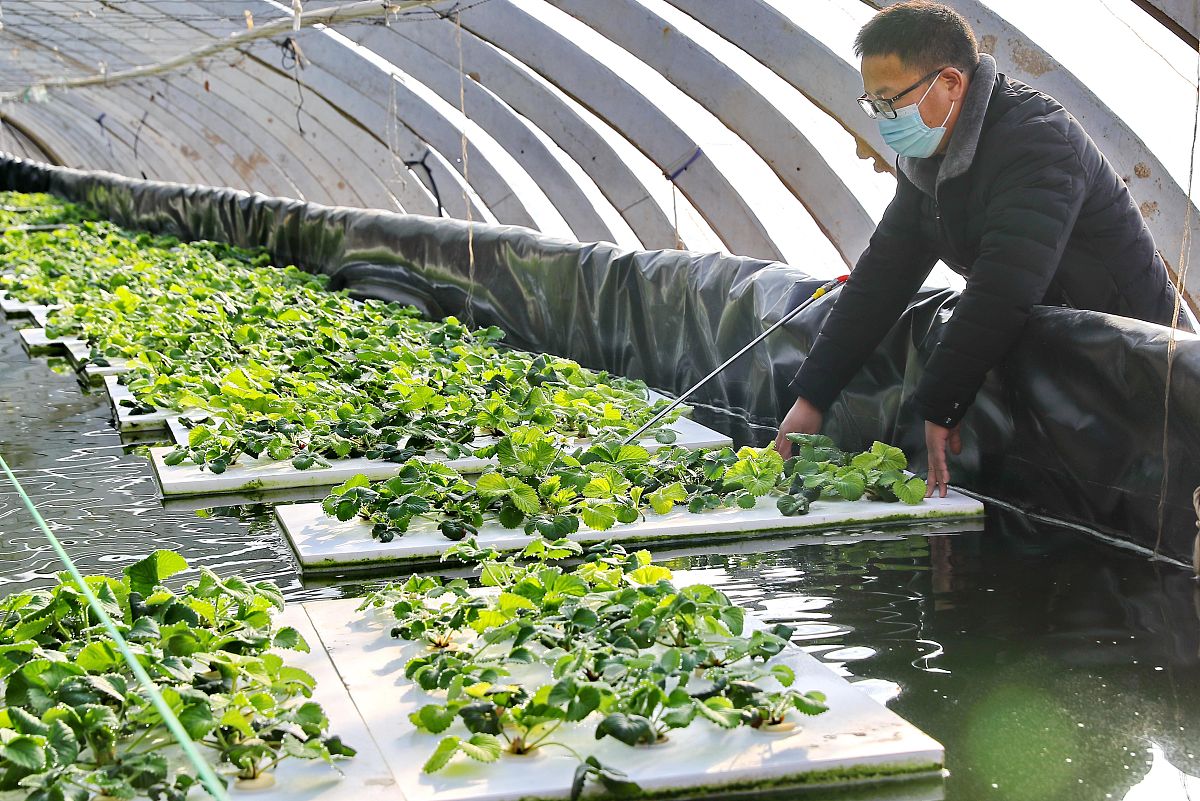 国内阳光工厂化养殖模式案例分析：蔬菜鱼共生、桑蚕养殖、种植一体化