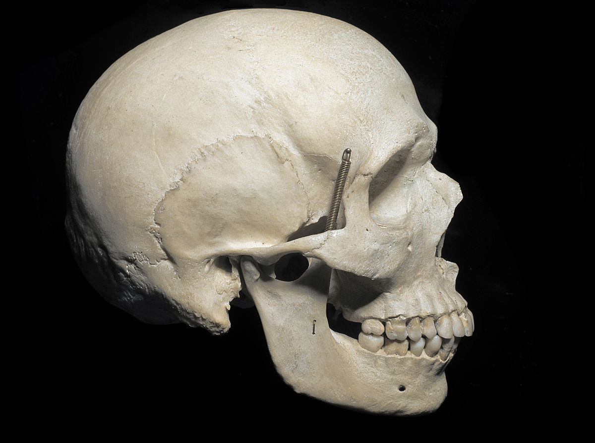 种属在生物学上是什么意思