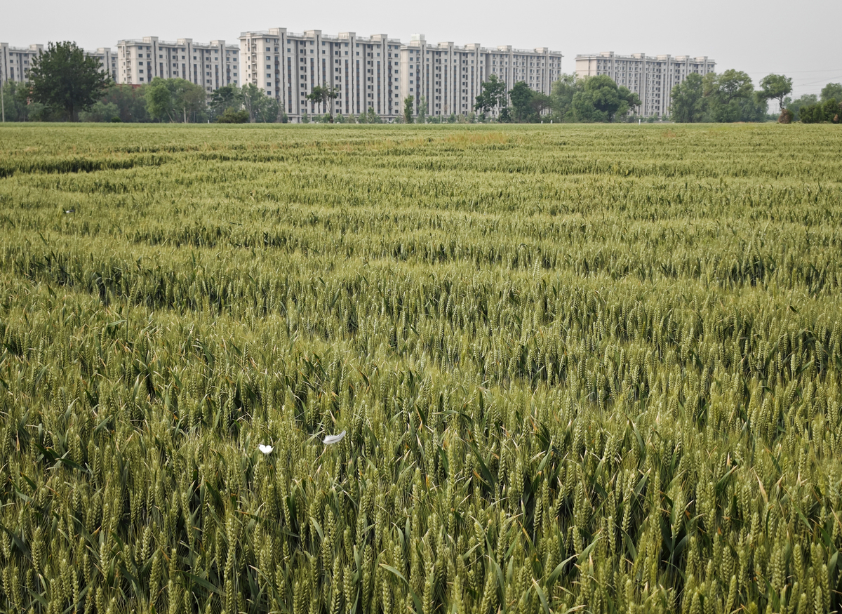 谷子、荞麦、燕麦种植指南：从土壤准备到收获