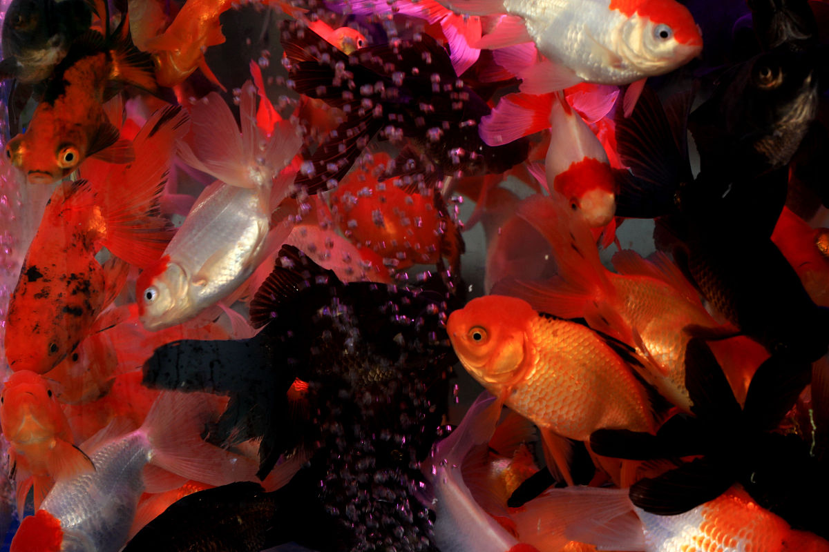 梦到提两袋鱼还20元：意外财运的预兆？