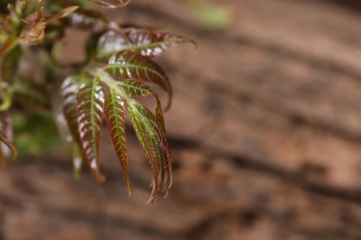 香椿树种植禁忌：避开这些误区，收获健康香椿叶
