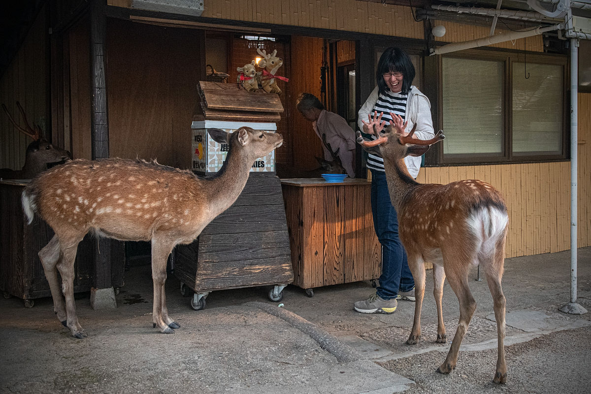 奈良玩鹿体验：与鹿亲密接触，感受日本文化与自然之美
