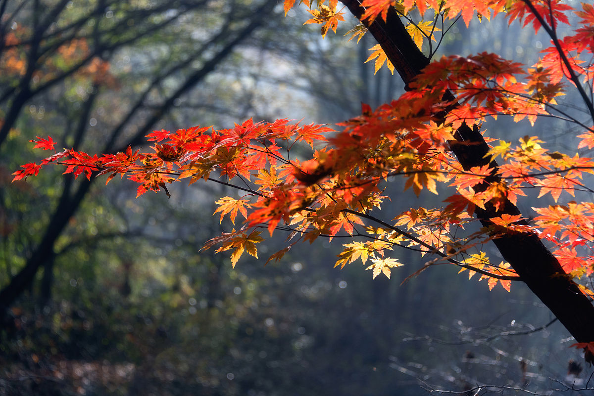 2021年10月15日,辽宁省本溪市的关门山国家森林公园,秋色浓郁,秋叶把