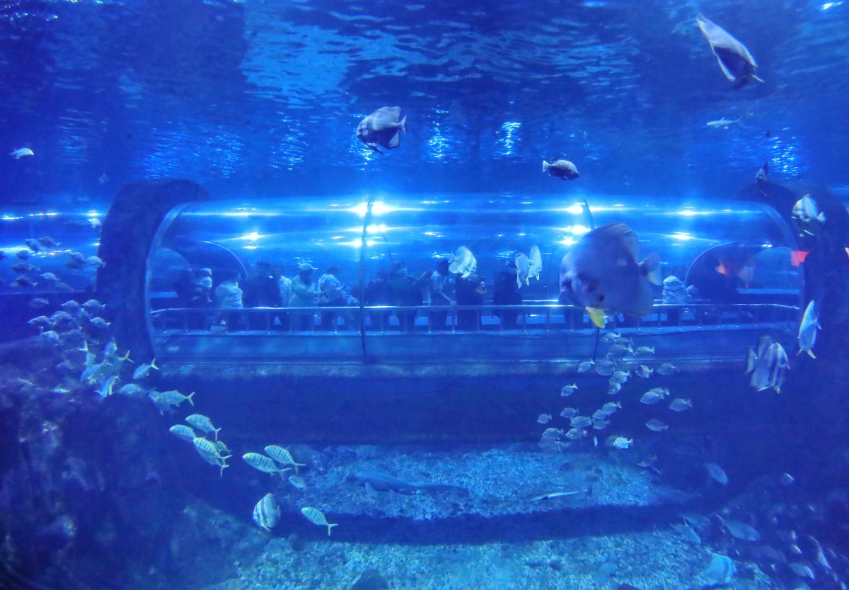 我刚从河北山海关海洋水族馆回来,真的是一个值得一游的绝美景点啊!