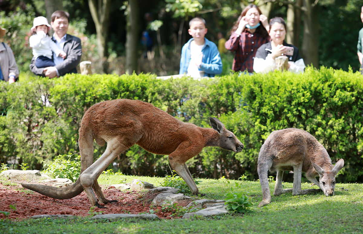 帮我写一偏500字的关于游玩动物园的文章