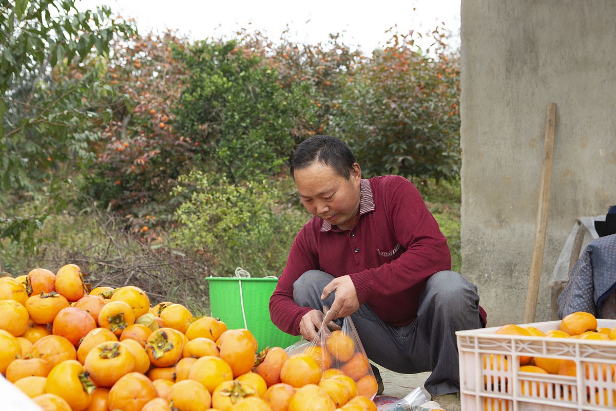 贫困老人家的创业奇迹：科技助力实现梦想