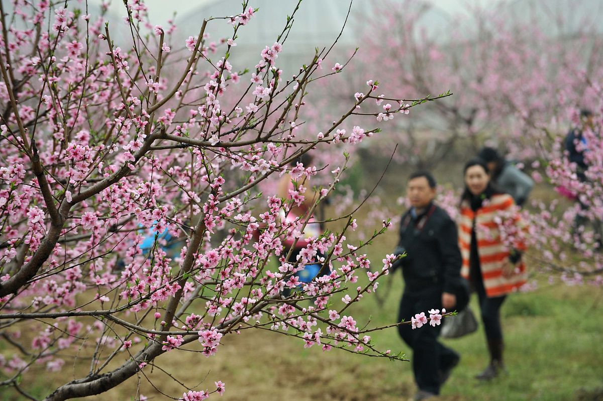 东西湖东山,市民在桃花林间驻足.
