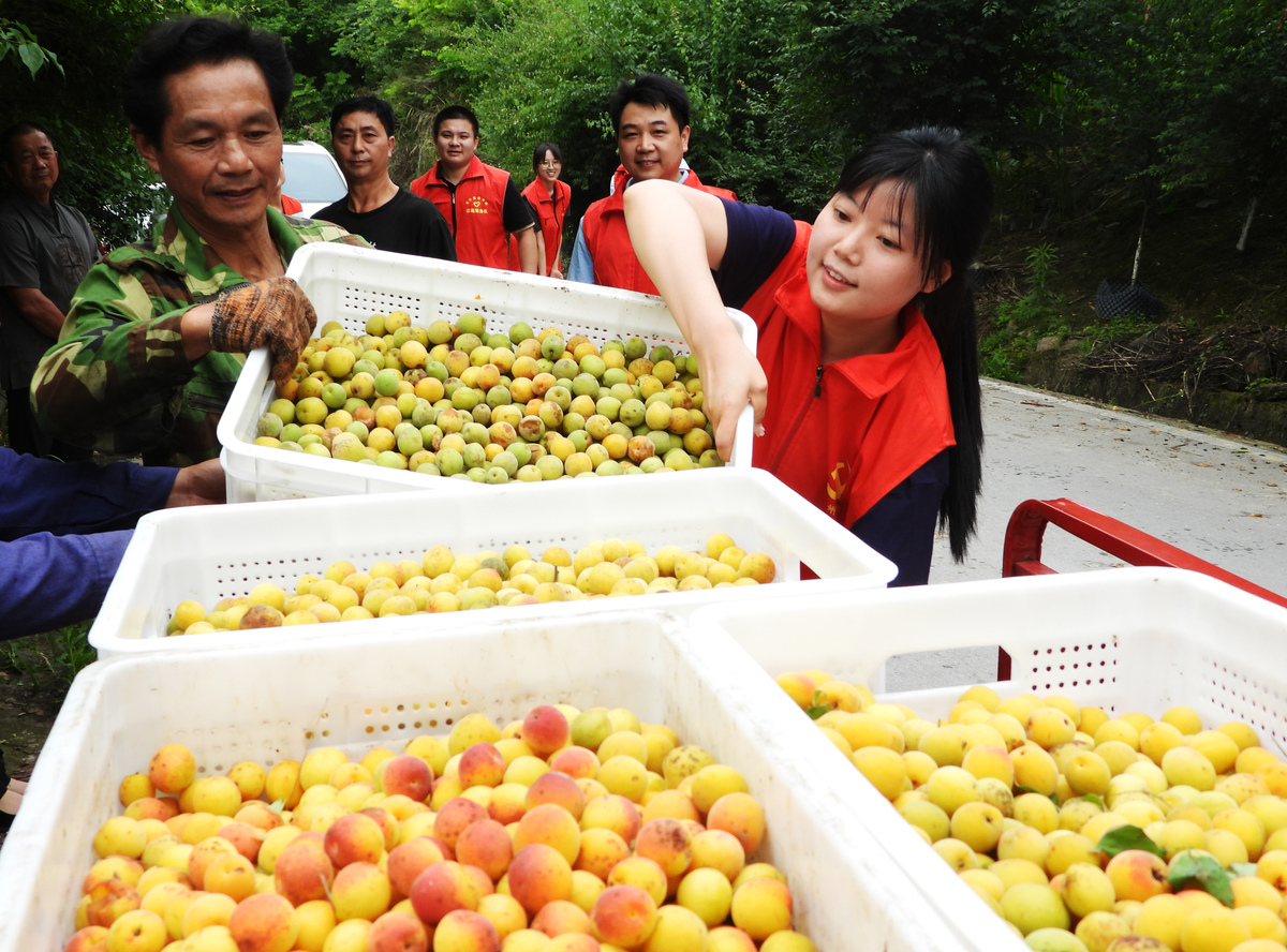 乐清与理县携手：高山之上，硕果飘香！