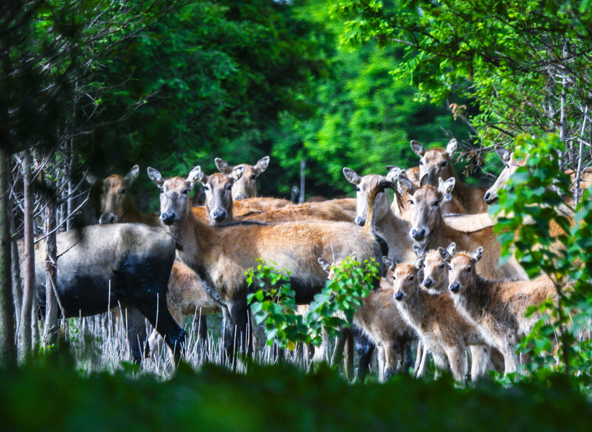 团风县动物资源丰富，野生动物与家畜共存 | 团风县生态环境介绍