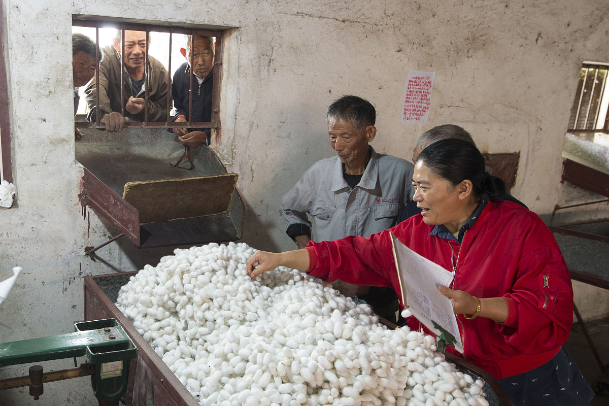桐乡首家蚕茧公司 | 德昌蚕茧 | 桐乡蚕茧供应商
