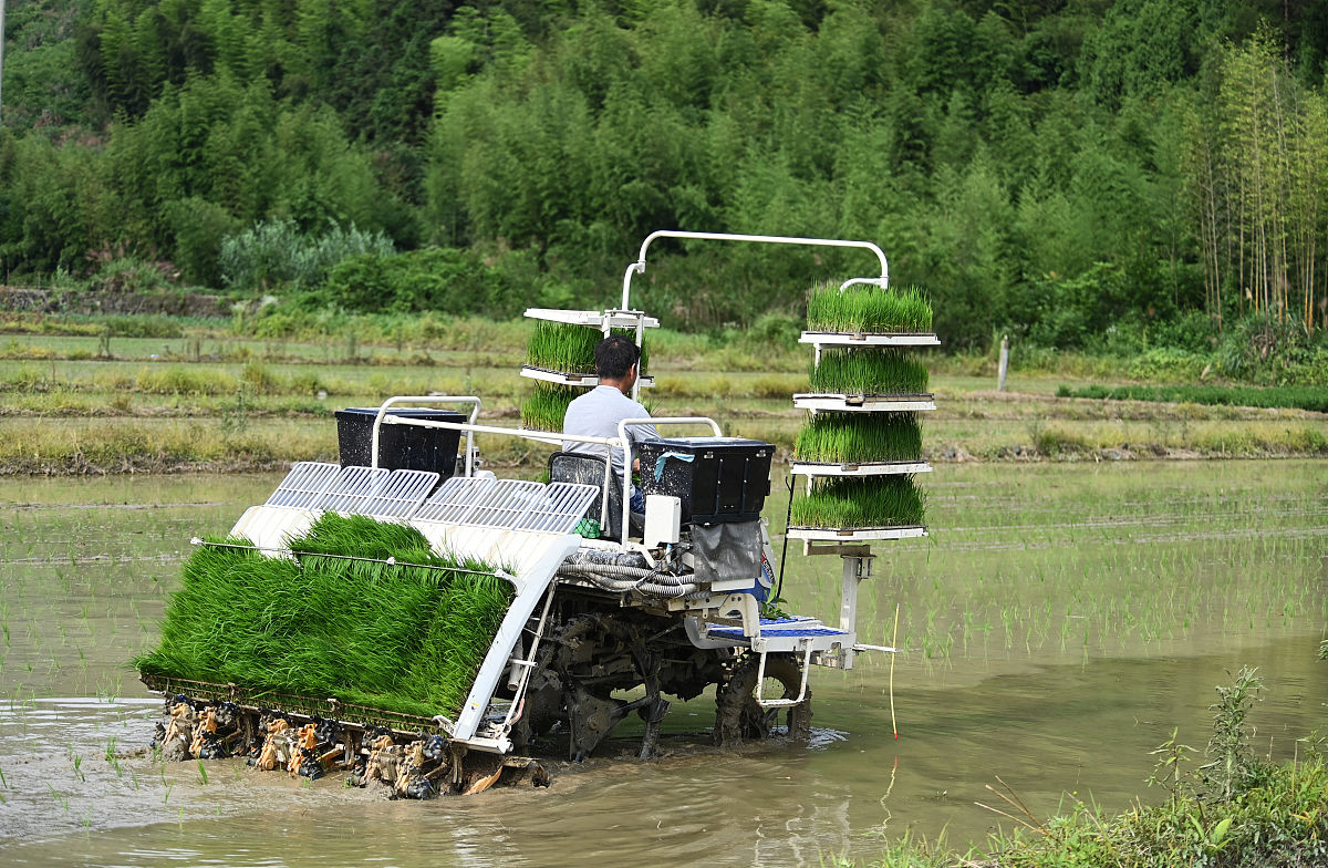 水稻育苗移栽机械