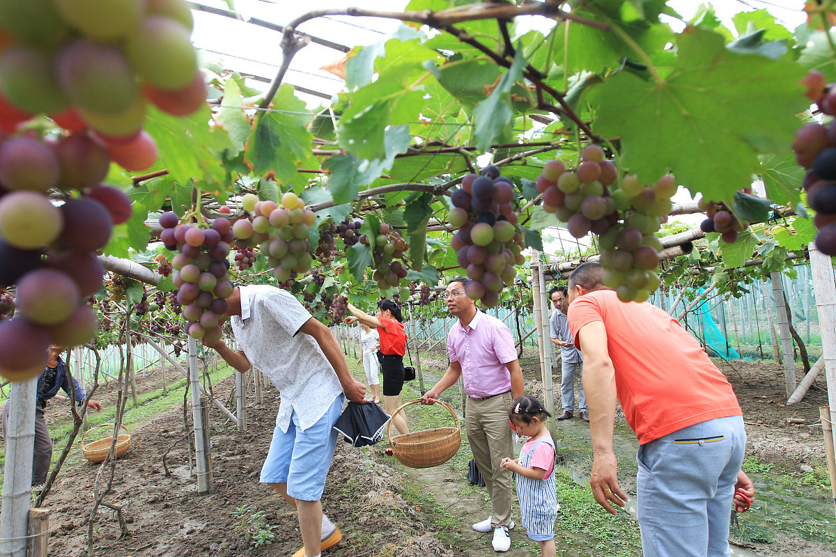 新型葡萄农产品产业获得成果能写什么
