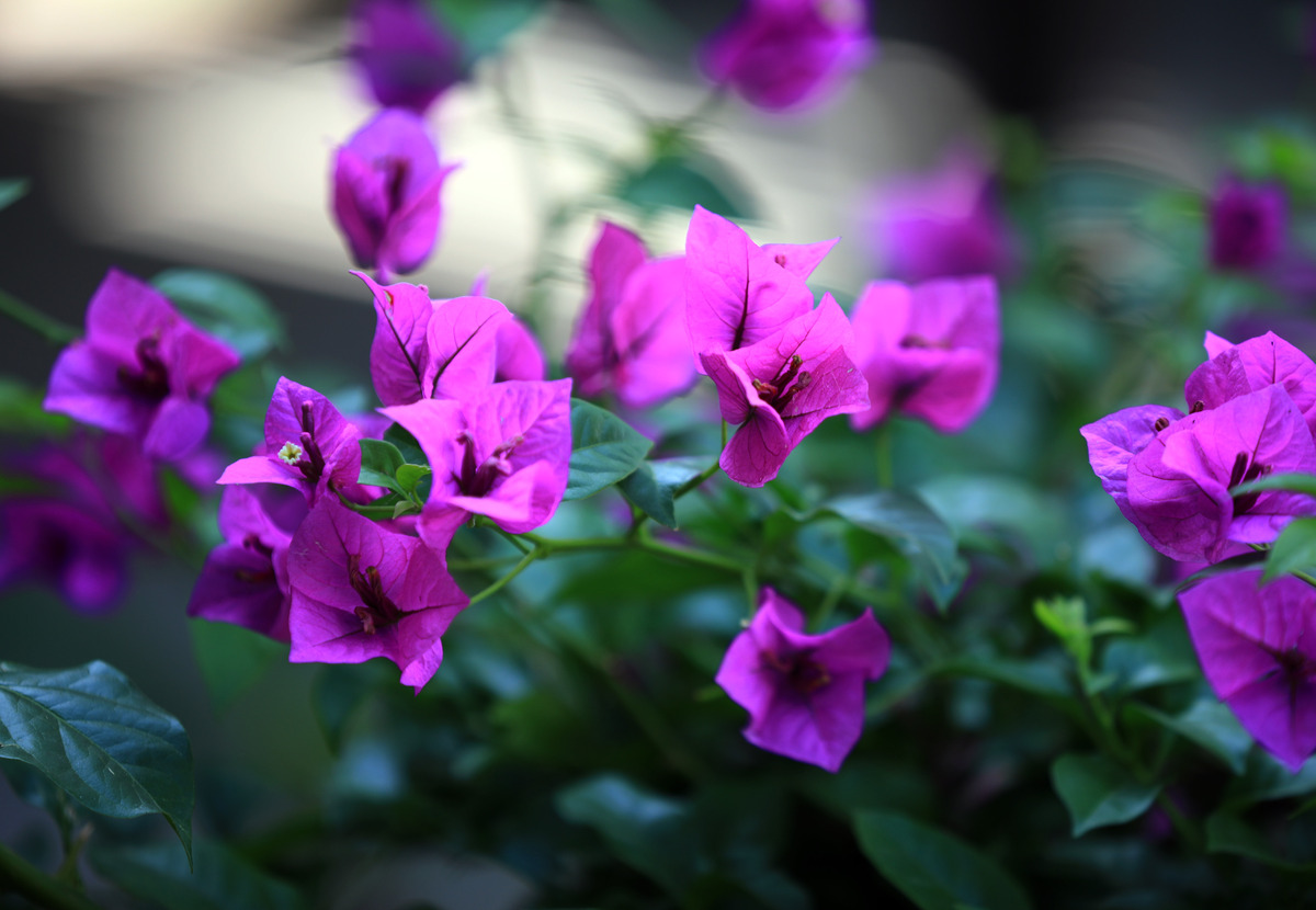 夕阳西下，紫茉莉悄悄绽放，像一位温柔的仙子在诉说心事