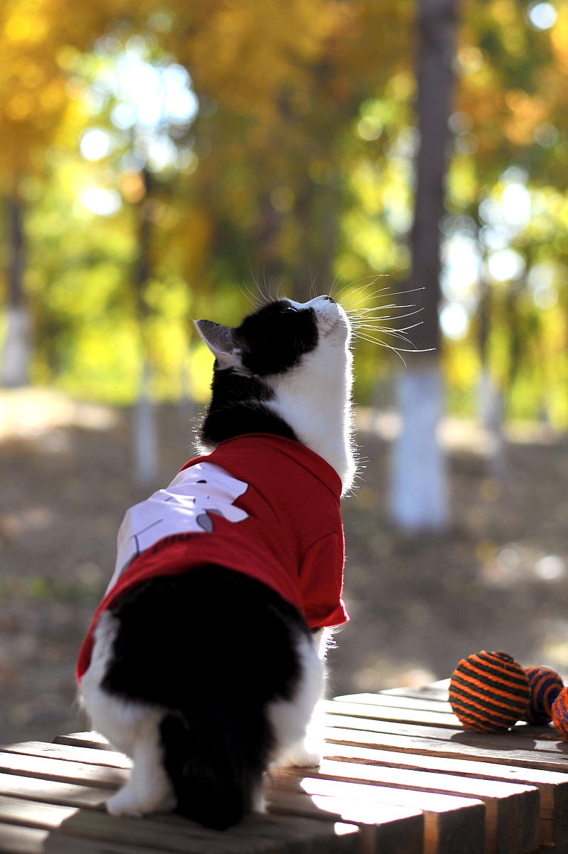 2017年11月3日,北京东小口森林公园,萌猫秋日"高清写真",红叶丛中萌态