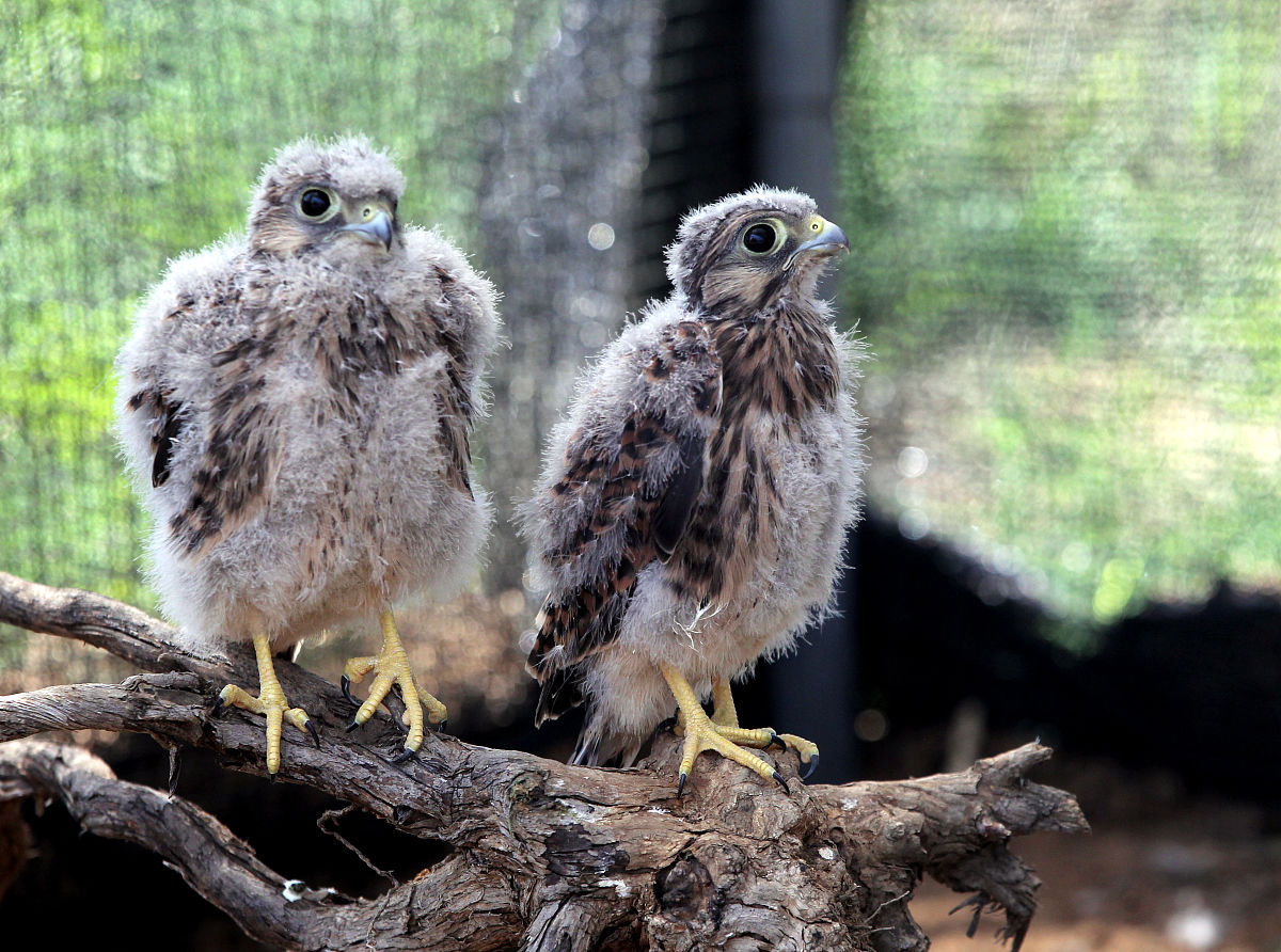 贵州省林业学校招生简章：专业、联系方式及优势