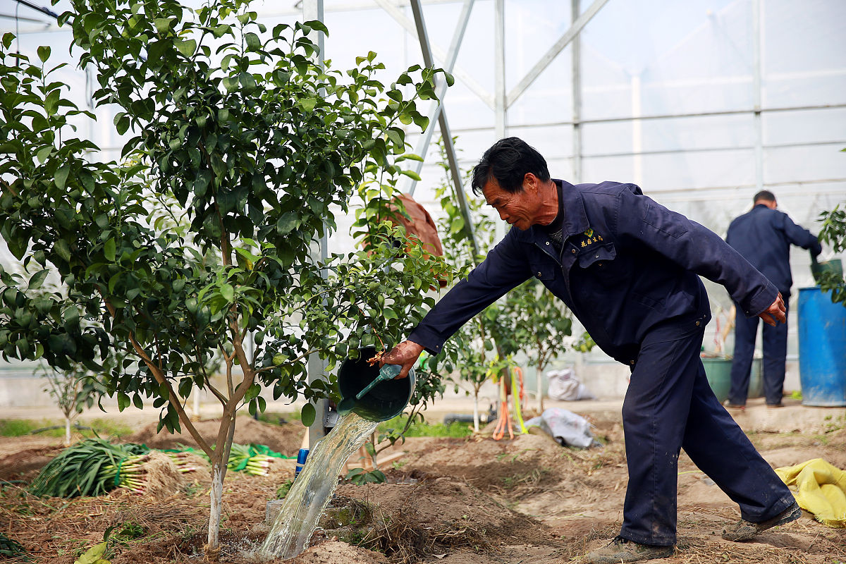 油茶树施肥以及杂草清理
