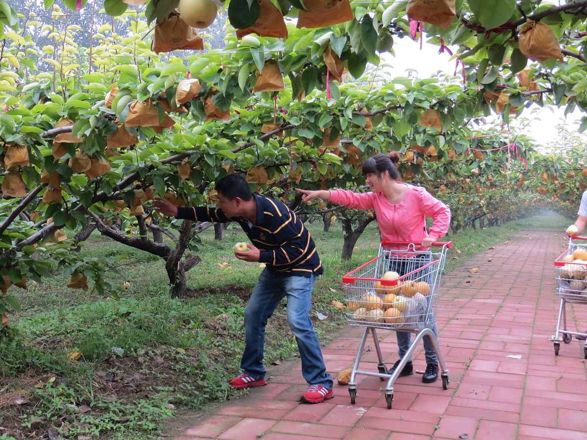 果香四溢：解锁水果类节庆旅游新玩法