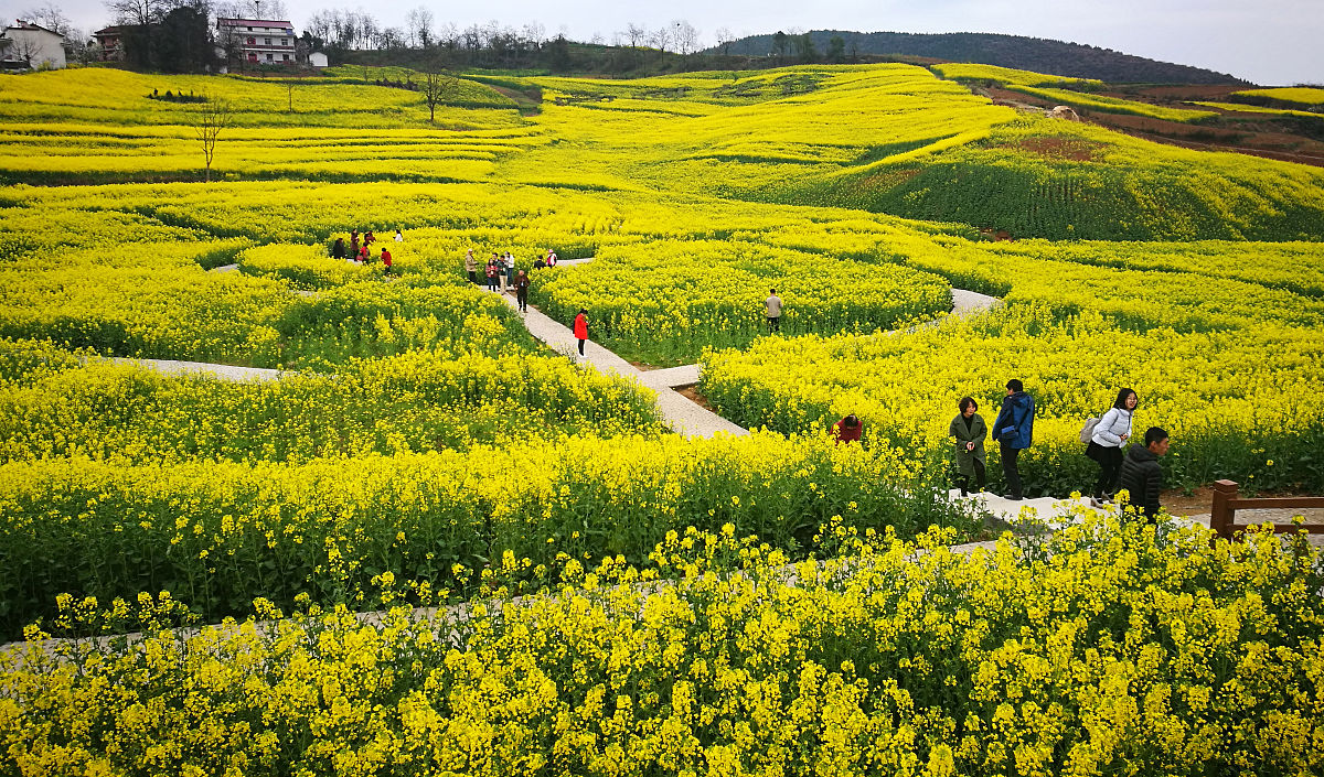 汉中油菜花节是几月份