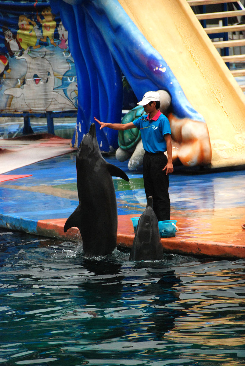 畅游海洋天堂：探秘奇妙海洋乐园，开启难忘夏日之旅