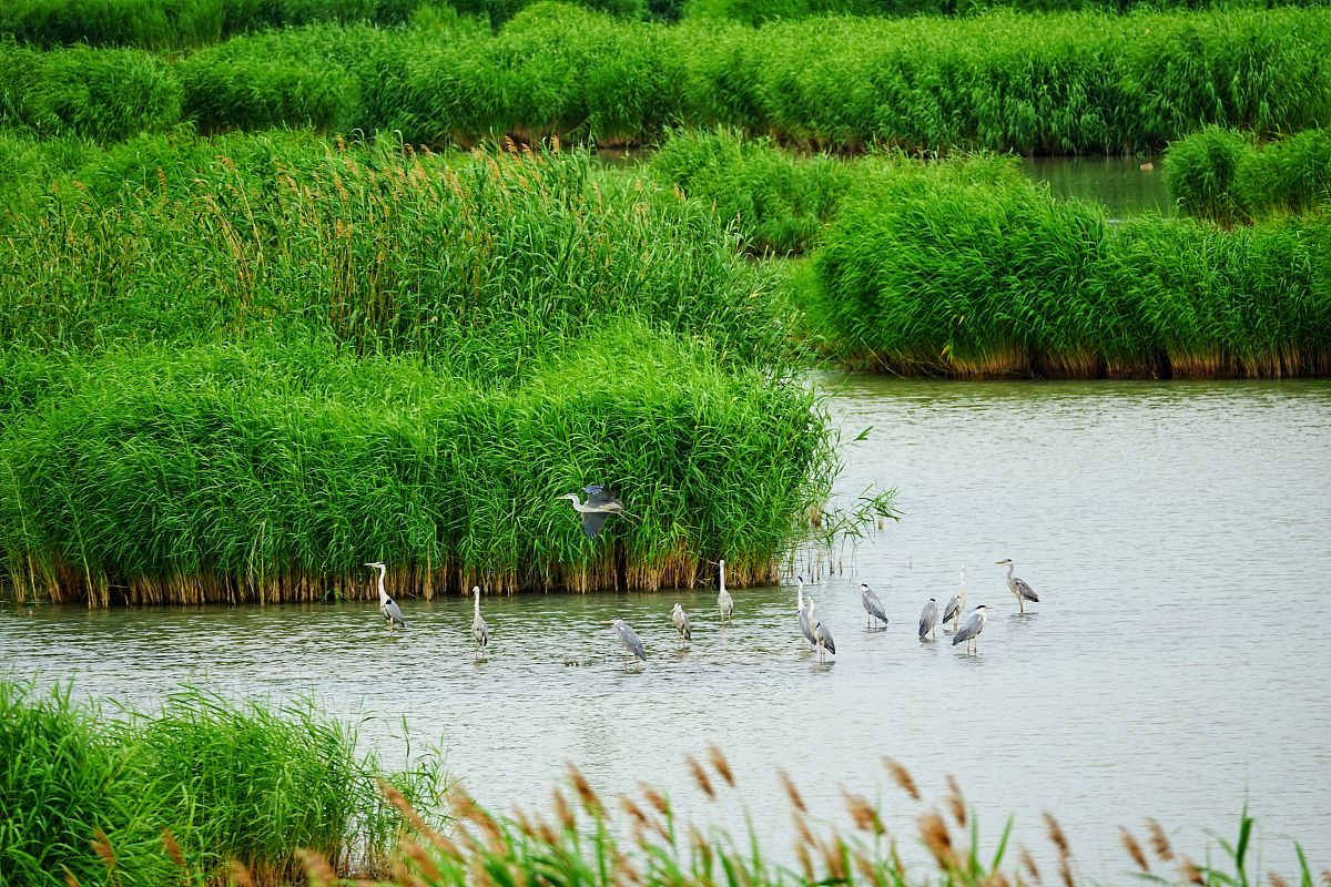 石嘴山市曝光平台全攻略：热线、网站、微信，投诉举报找哪家？