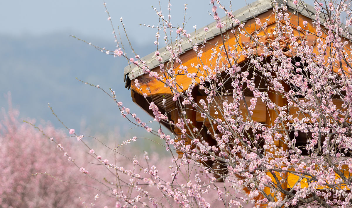 2021年2月23日,成都,问花村的榆叶梅.(如需下载使用,请务必署名:红星
