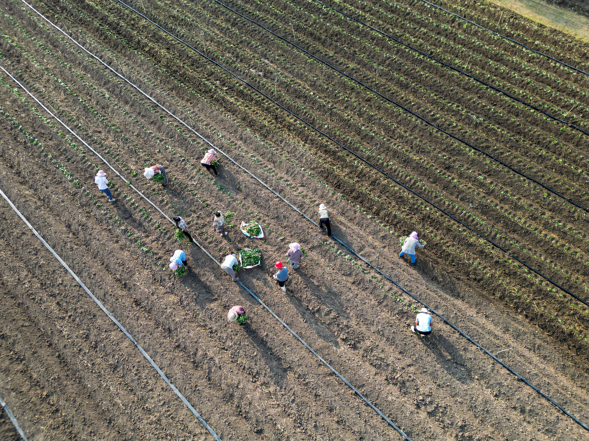 棉花高产施肥方案：施肥时间及用量配比指南
