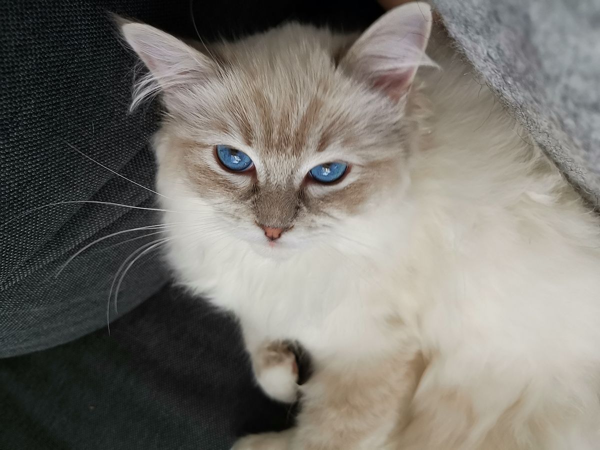 布偶猫需要多大的活动空间