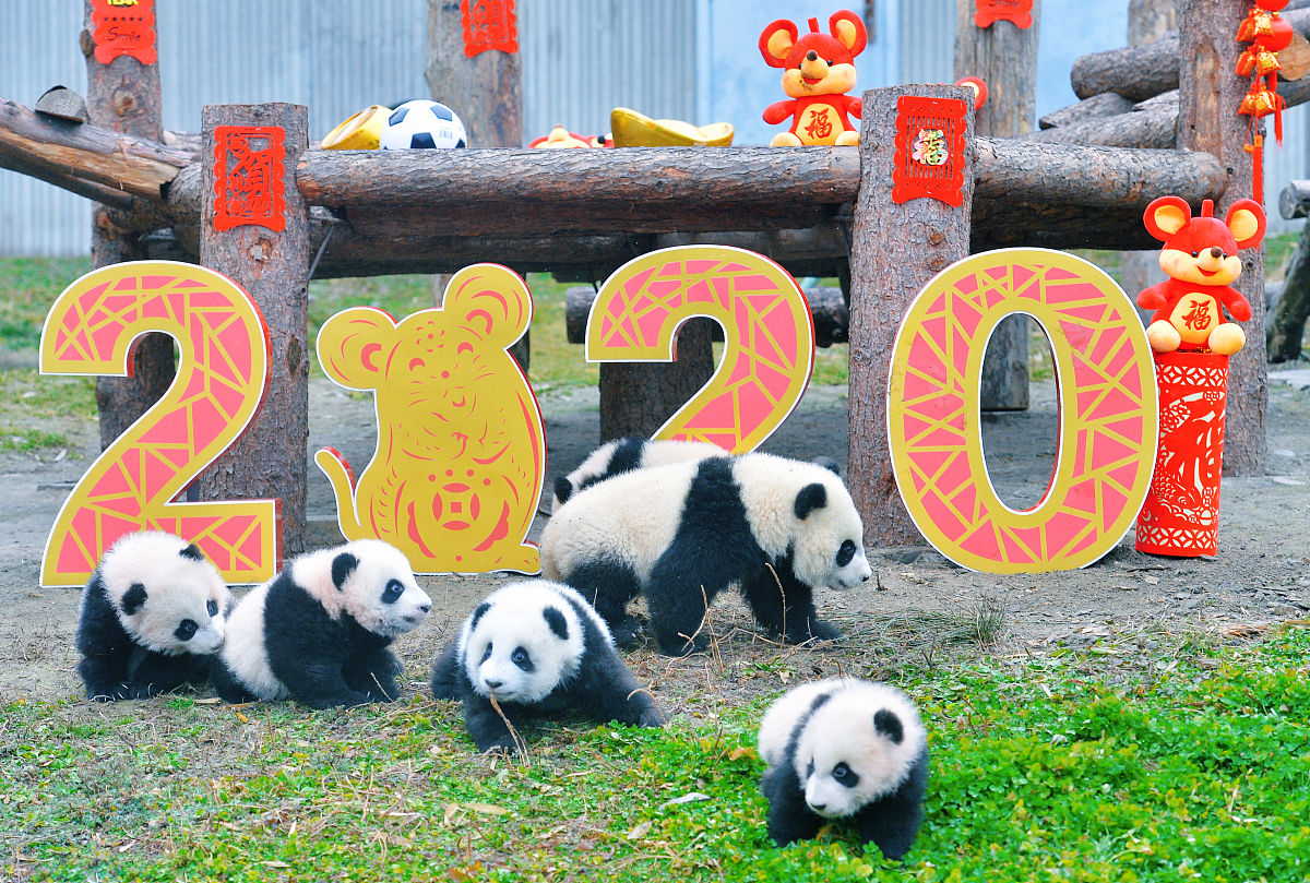 (如若下载使用,请务必署名:红星新闻 陶轲)2020年1月17日,四川阿坝,卧