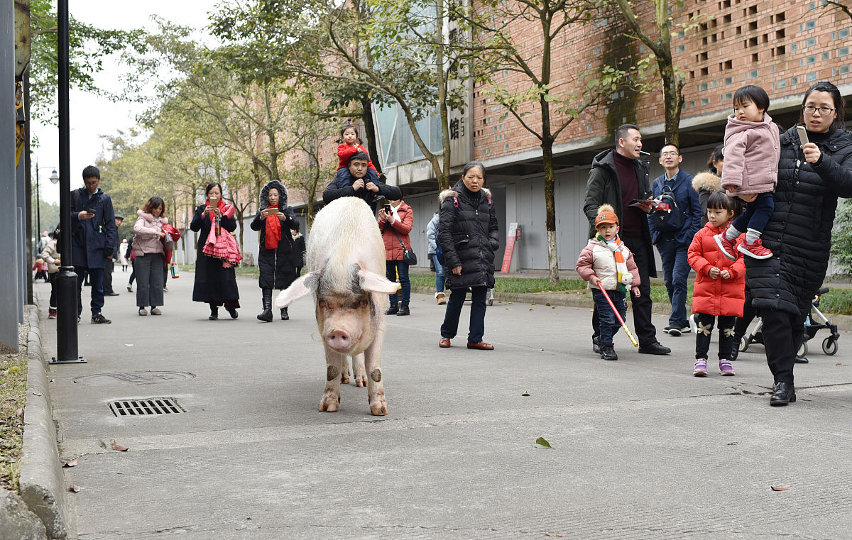 探寻生命奇迹：安仁建川博物馆'猪坚强'文创纪念品设计开题报告
