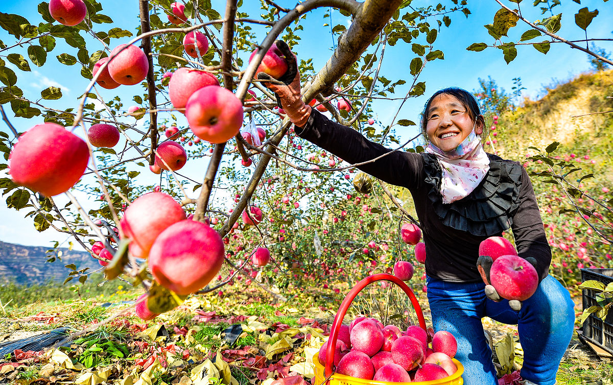 晚熟苹果丰收喜讯！果农喜迎甜蜜硕果