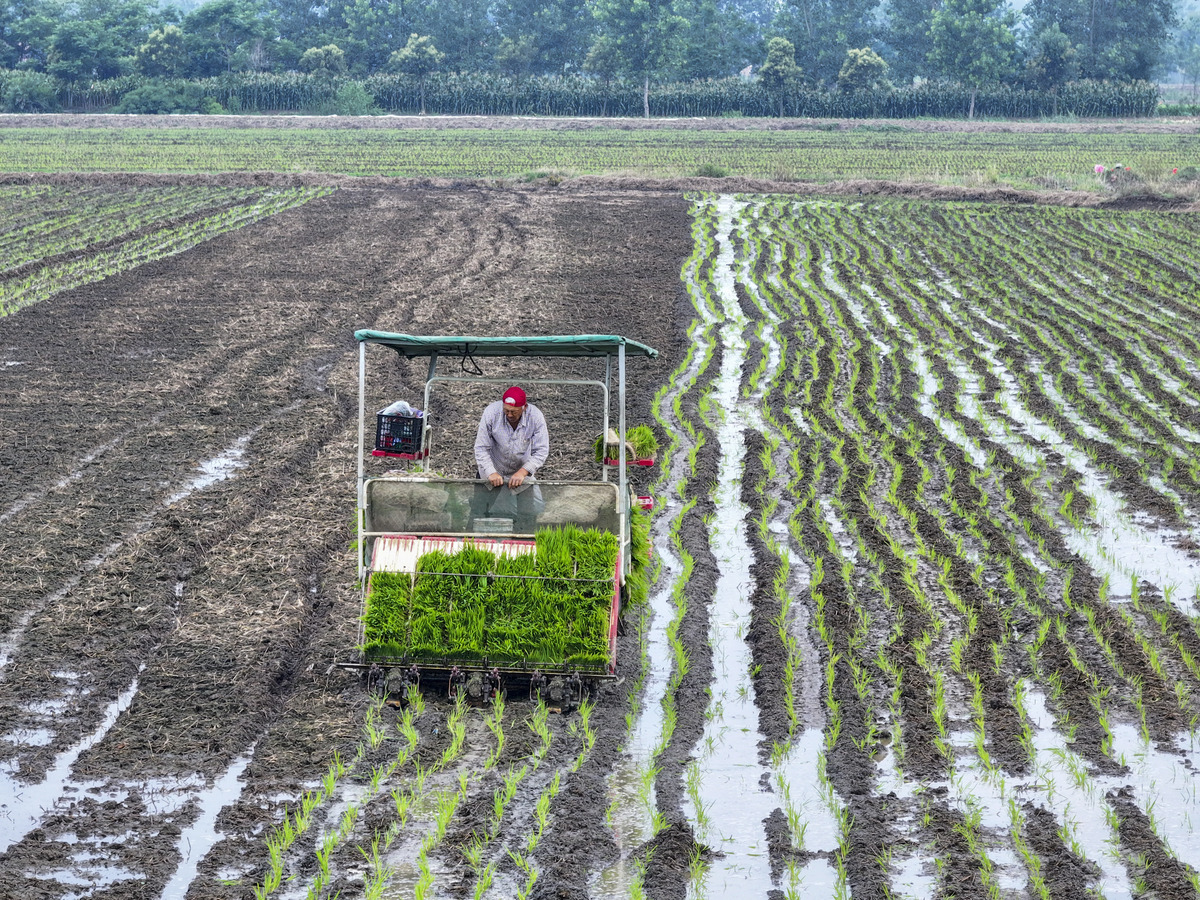 为贯彻落实党的二十大关于逐步把永久基本农田全部建成高标准农田的决策部署确保高标准农田建设任务保质保量如期完成近日农业农村部办公厅印发了《旱地高标准农田建设技术规范试行》以下简称《规范试行》指导各地统筹做好在缺乏灌溉水源的地区开展高标准农田建设有关工作。 《规范试行》与《全国高标准农田建设规划2021-2030年》等相关政策规划和《高标准农田建设通则》GBT30600-2022等国家标准充分衔接、