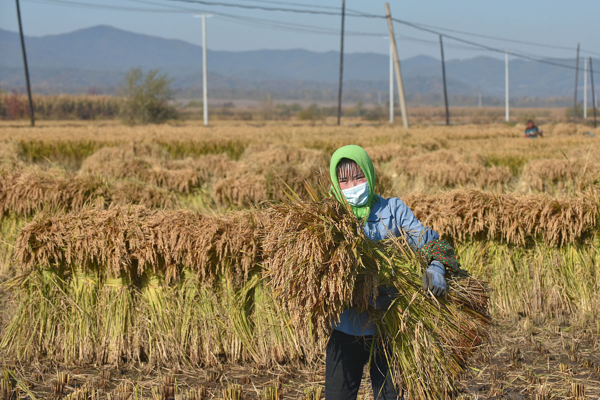 割谷子的过程简短一百字