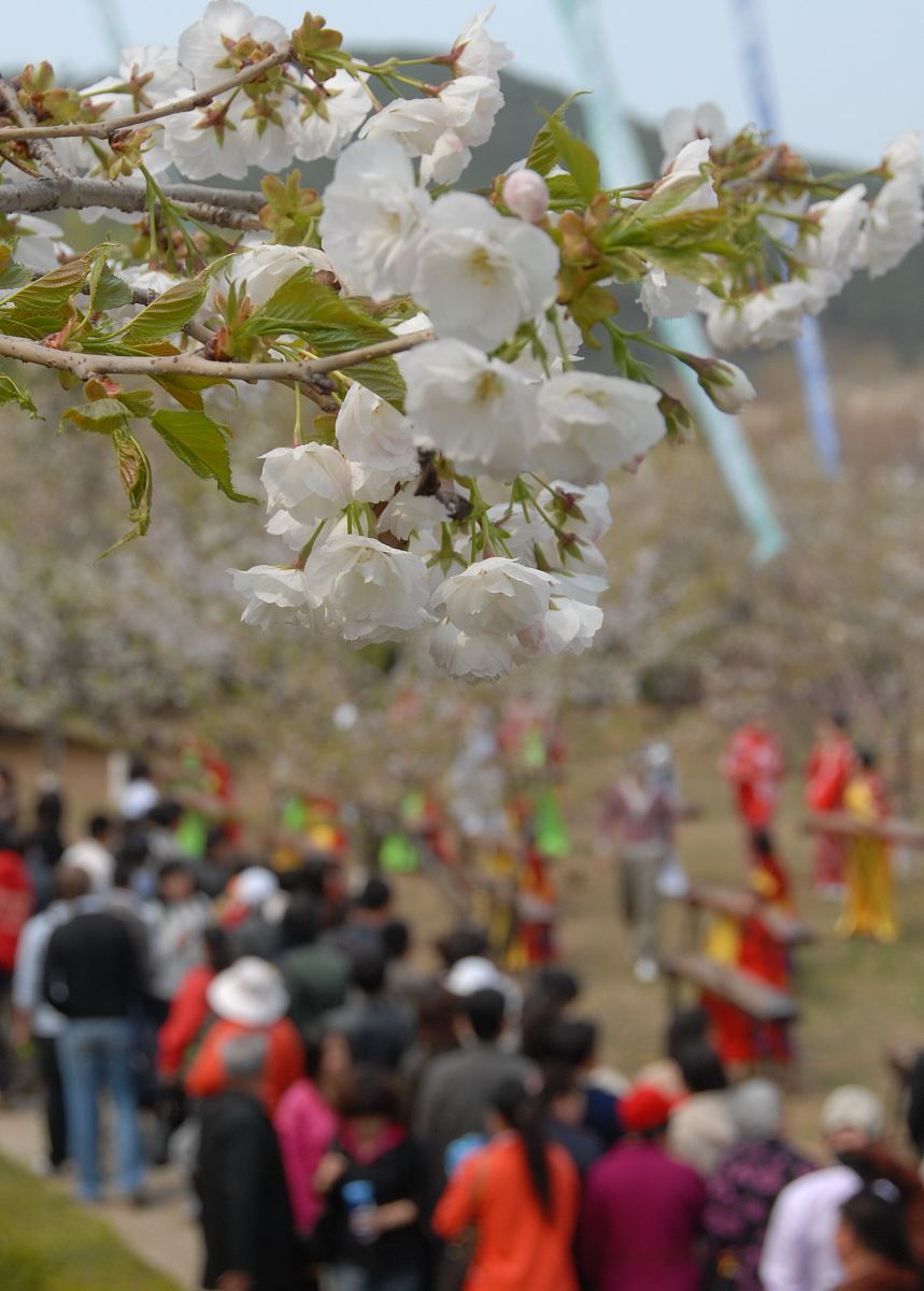 大连国际樱桃节策划案方案特色