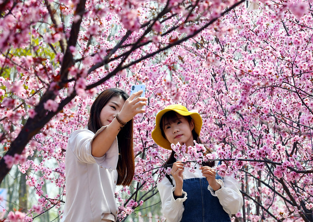 3.30 植物园赏樱邀约 | 春光烂漫，与你共赴一场花海盛宴