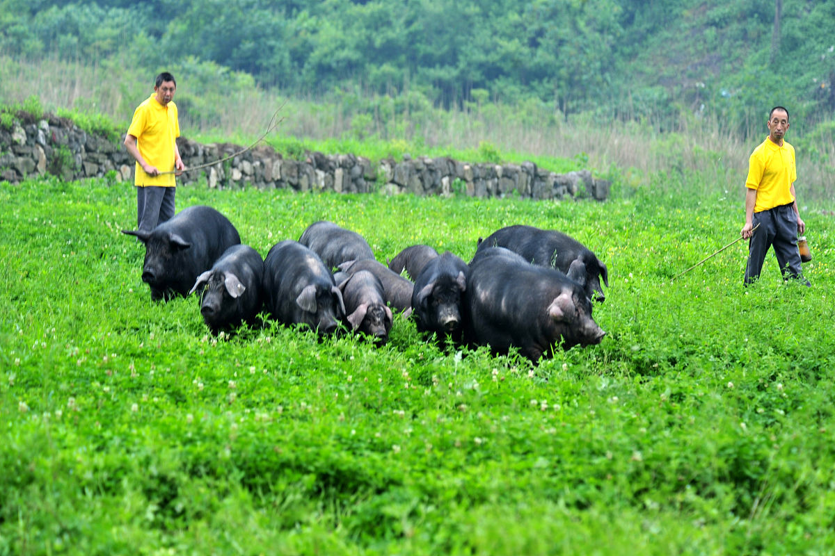 推行生猪绿色养殖模式的好处