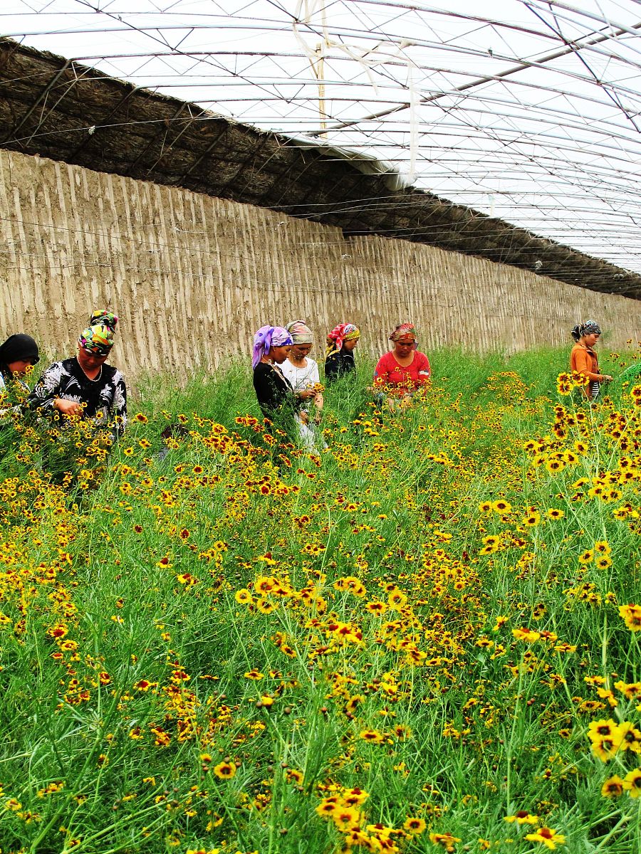 2012年5月20日,新疆吐鲁番市艾丁湖乡庄子村的维吾尔族妇女在日光温室