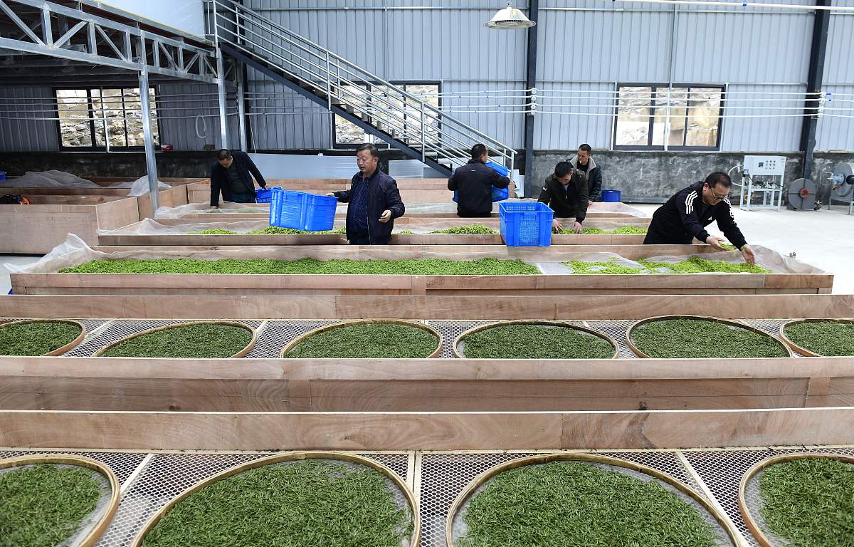 临沧市农业学校烟草栽培与加工专业课程内容：烟草种植、加工、病虫害防治等