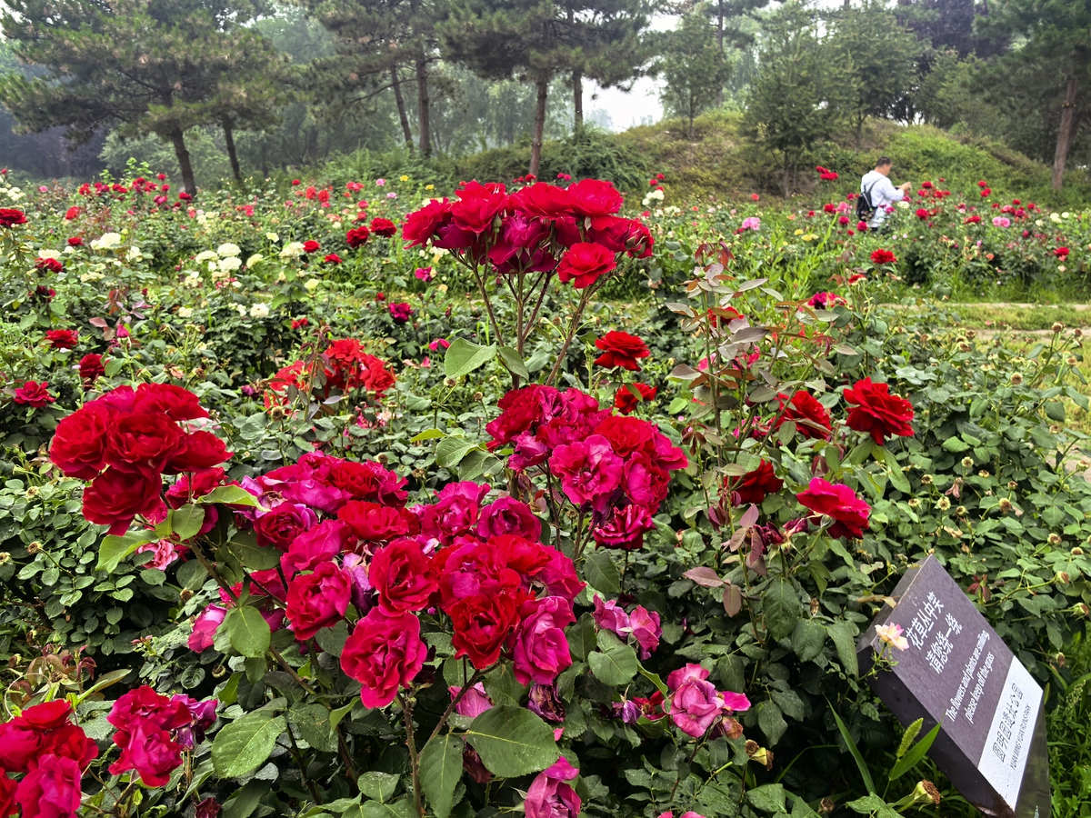 写一篇赏花之旅：欣赏各种美丽的花卉